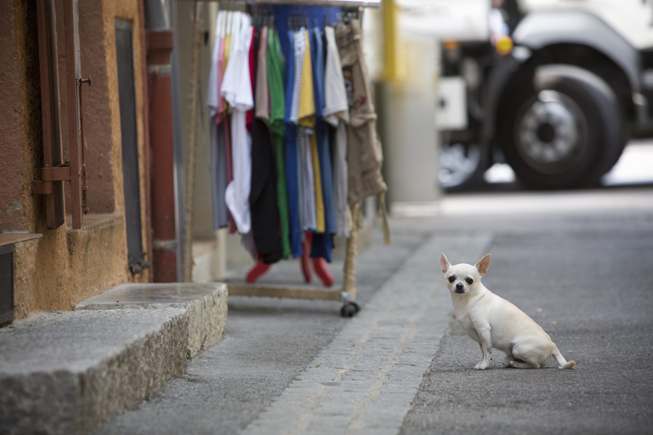 A small chihuahua dog sitting on the stret by a doorway, looking sideways.