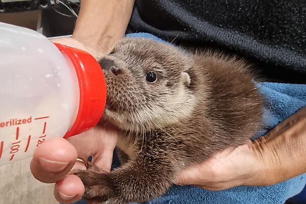 Auf dem Bild sieht man ein Otter-Baby, das mit einer Flasche gefüttert wird.