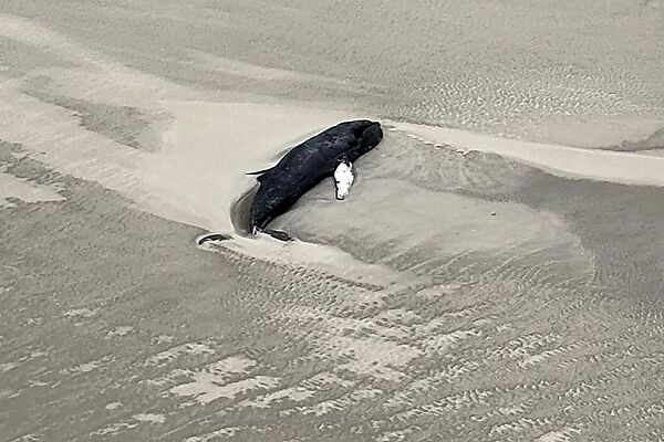 Auf dem Bild sieht man den toten Wal am Strand liegen.