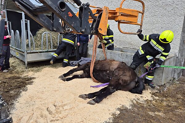 ++ HANDOUT ++ Auf dem Bild sieht man das Pferd auf dem Boden liegen. Es hat eine Schlinge um den Bauch, die an einem Kranarm befestigt ist. Daneben stehen Feuerwehrleute.