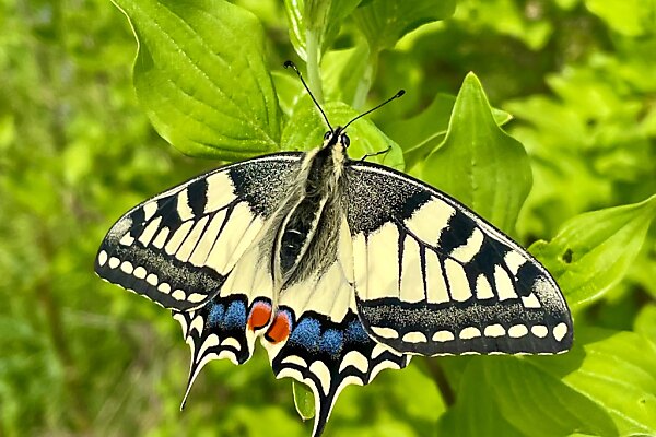 Auf dem Bild sieht man einen Schwalbenschwanz. Das ist ein Schmetterling.